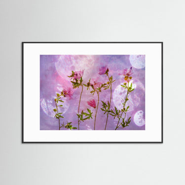 pink by Hilda Van Der Lee