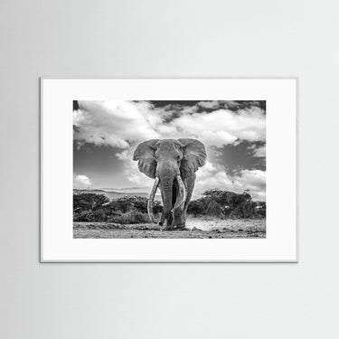 Serengeti Monarch Timeless Authority