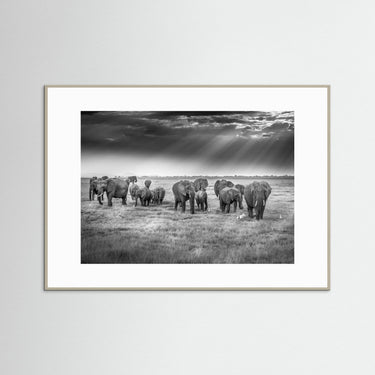 Serengeti Sunbeams Celestial Gathering