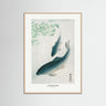 Carp Or Koi